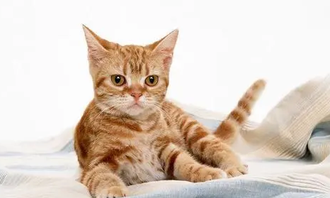 猫咪多大可以体内驱虫多久一次