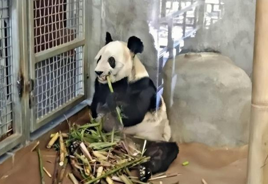 作为中美友的谊象征熊猫“乐乐”离世 作为中美友的谊象征熊猫“乐乐”离世