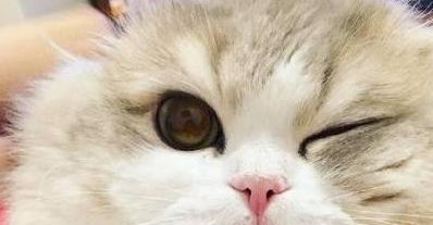 猫咪吃感冒药迟迟不好怎么办 猫咪吃感冒药迟迟不好怎么办