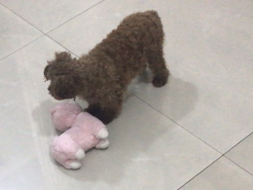 泰迪幼犬玩什么玩具