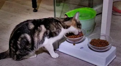 哪几种猫粮是比较安全可靠的