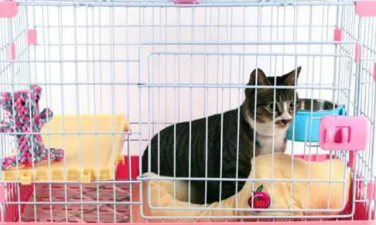 「奇妙の猫咪物语」小猫耳螨要连续用药多久,猫耳螨要连续用药几天 「奇妙の猫咪物语」小猫耳螨要连续用药多久,猫耳螨要连续用药几天