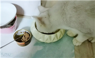 什么牌子猫罐头好用