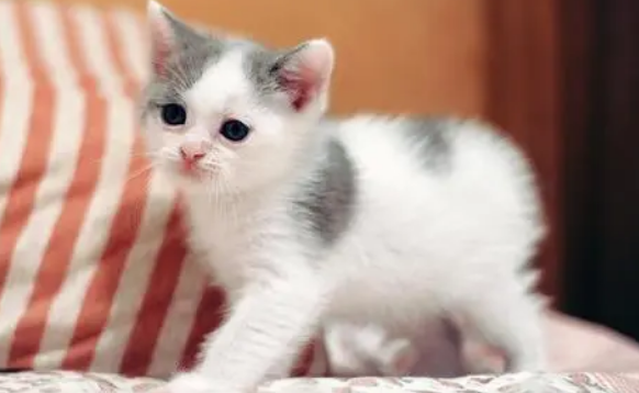 猫体内体外驱虫可以一起进行吗？猫驱虫需要注意什么