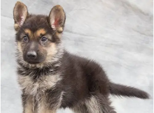 德牧幼犬狗粮品 德牧幼犬狗粮品
