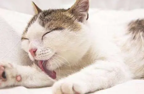 猫草吃新鲜的还是干的?来get一下吧 猫草吃新鲜的还是干的?来get一下吧