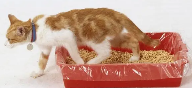 猫砂怎么处理才合适？很多铲屎官都忽略了这一步
