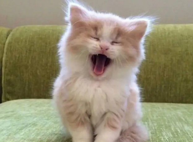 幼猫能吃猫罐头么？养猫前的饮食准备