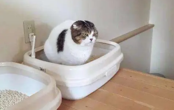 什么猫砂可以冲厕所