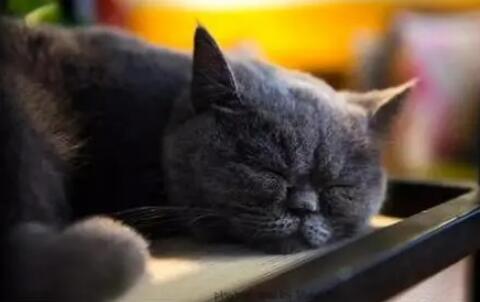 猫咪鼻孔有黑色分泌物， 到底怎么了？