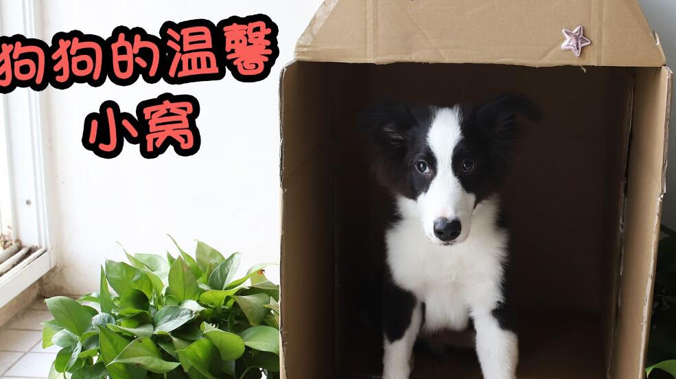狗窝的窝怎么做
