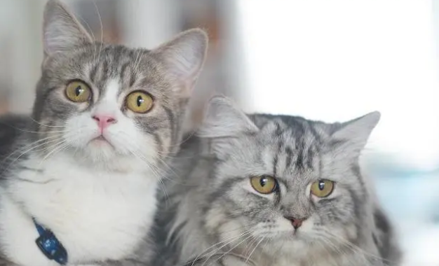 养猫最实用的用具大比拼，猫笼子站C位，猫爬架反成鸡肋！