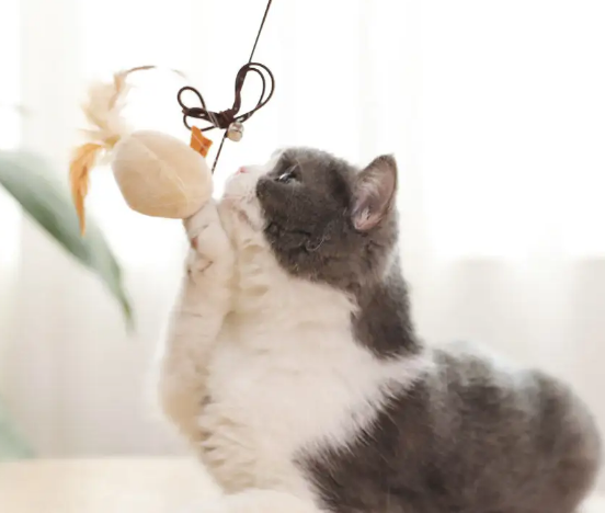 给猫如何做玩具 给猫如何做玩具