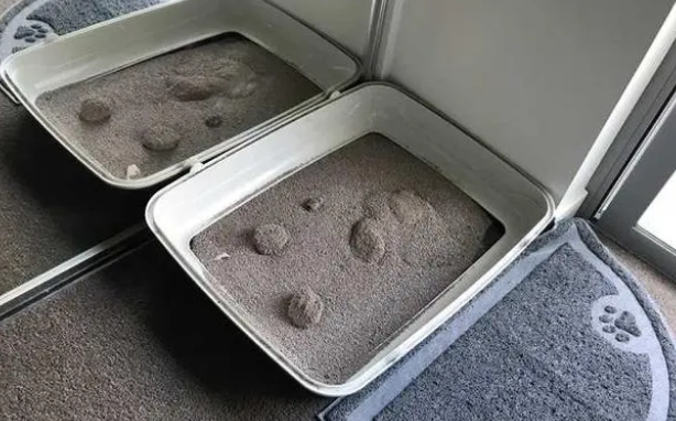 猫砂应该怎么换