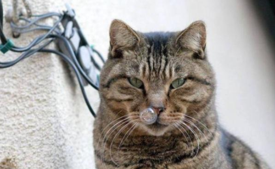 主人要注意，猫咪一直流鼻涕是什么原因？