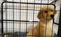 幼犬在笼子里总是叫