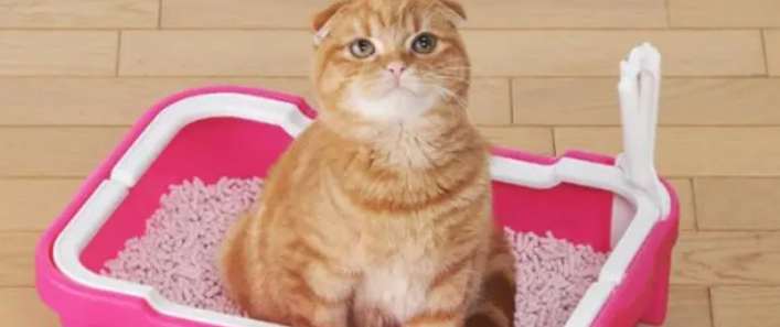 猫为什么会用猫砂盆? 猫为什么会用猫砂盆?