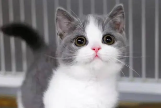 福州宠物猫寄养多少钱