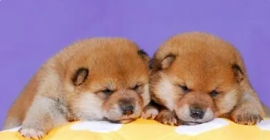 柴犬幼犬狗粮推荐 柴犬幼犬狗粮推荐