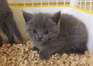 猫砂可以种花用吗 猫砂可以种花用吗