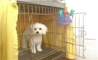 如何训练小狗进笼子