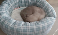 猫猫窝怎么做