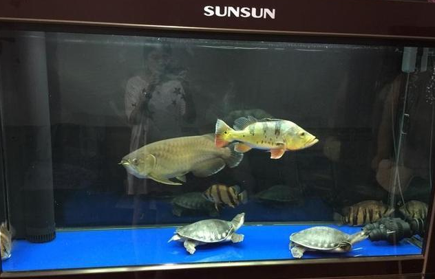 家里鱼缸水质浑浊往这看,别给鱼缸换水,这有一种简单处理方法 家里鱼缸水质浑浊往这看,别给鱼缸换水,这有一种简单处理方法