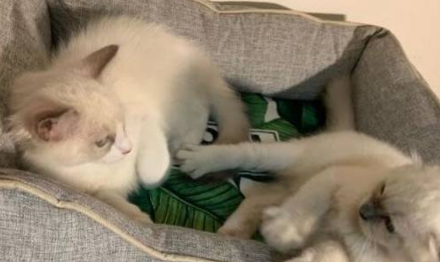 两只猫用的猫窝