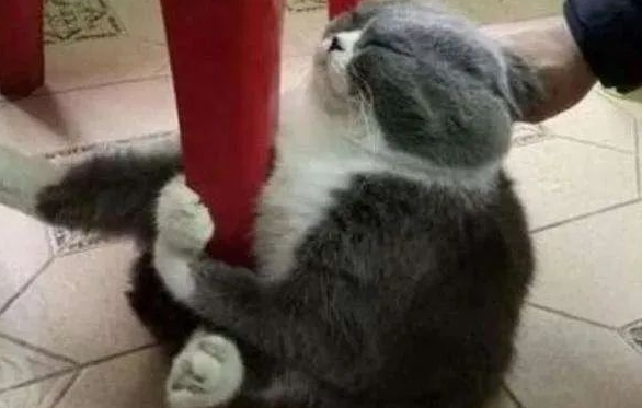 猫咪洗澡需注意哪些问题? 猫咪洗澡需注意哪些问题?