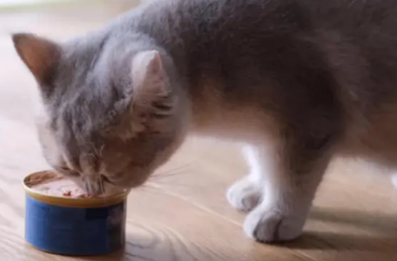 哪个牌子的猫罐头好