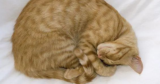 猫咪睡觉为什么把身体卷成团？原因是这样...