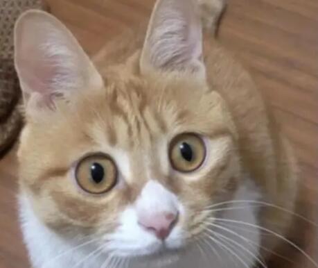 猫耳朵球菌用什么药 猫耳朵球菌用什么药