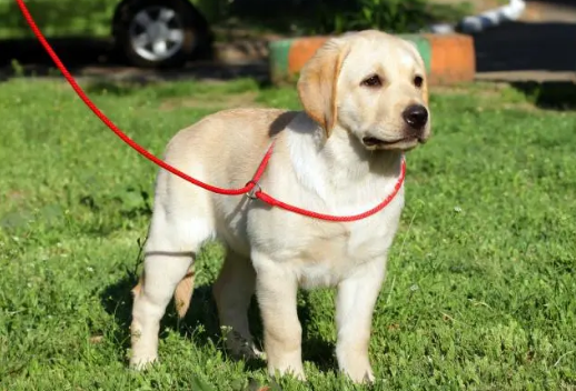 大型犬牵引绳推荐