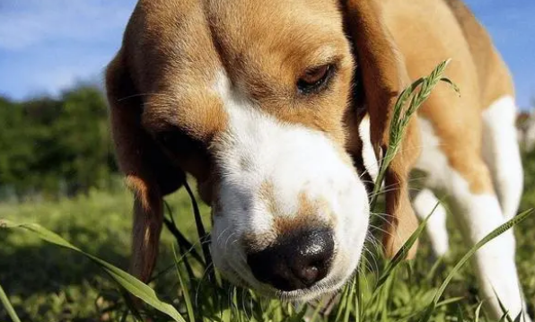 狗狗吃猫草害处?它为什么吃猫草 狗狗吃猫草害处?它为什么吃猫草