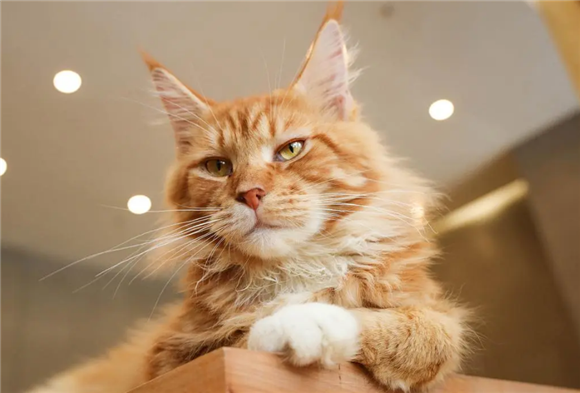 养了一年的猫放到野外会怎样？你真的需要看看