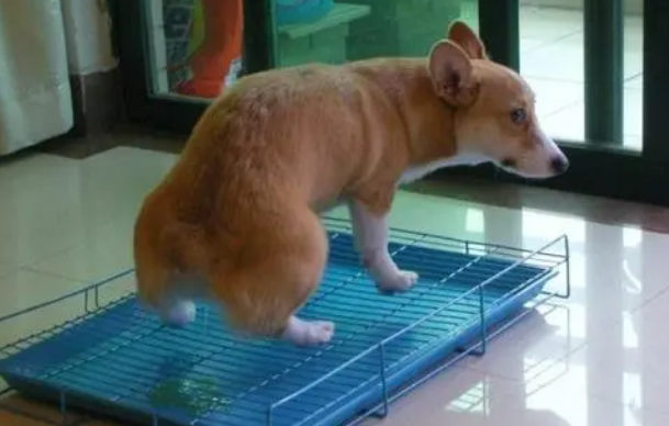 狗狗不愿意在笼子里大小便