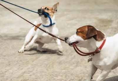 狗狗老咬牵引绳怎么办