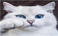 猫砂放多少合适多久换 猫砂放多少合适多久换