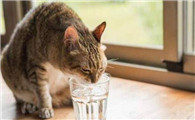 猫喝过的水人还能喝吗？主人要了解
