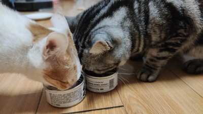 猫罐头排行榜前十名 猫罐头排行榜前十名