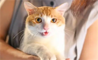 猫咪体内驱虫这样做,新手也不用愁了