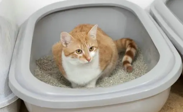 猫砂盆和猫砂多少钱 猫砂盆和猫砂多少钱