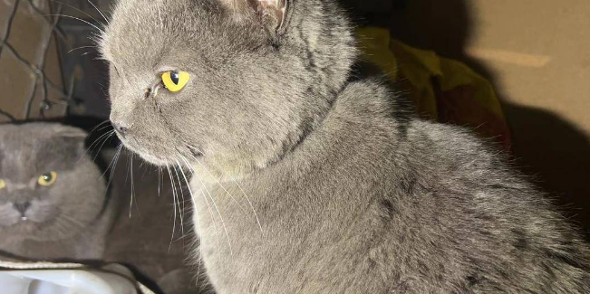 戴定位器的爱猫失踪,女孩坐飞机跨省将其救出