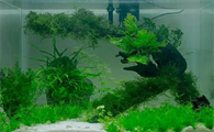 鱼缸改善水质水生植物