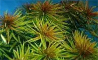 鱼缸造景水草种类大全