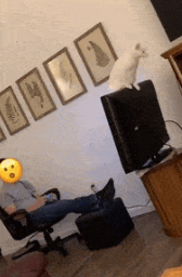 猫咪被困屋顶,消防队跑来救援时,却发现它在上大号? 猫咪被困屋顶,消防队跑来救援时,却发现它在上大号?