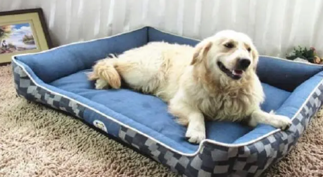 狗狗喜欢狗窝吗