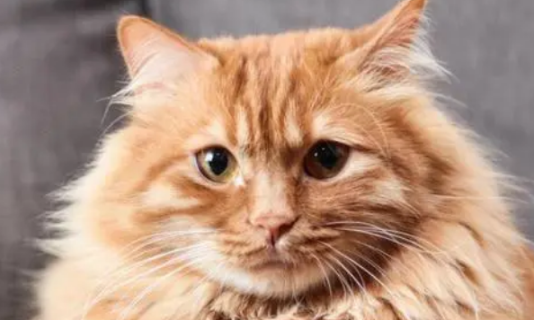 给猫咪喝奶粉有什么好处？猫咪奶粉怎么选？