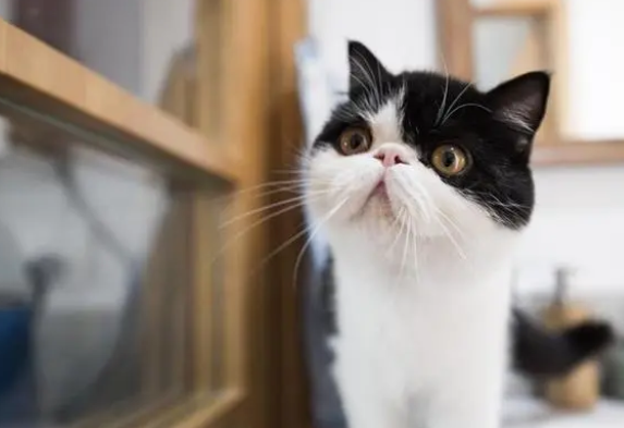 新手养猫:猫咪的体内外驱虫全攻略 新手养猫:猫咪的体内外驱虫全攻略