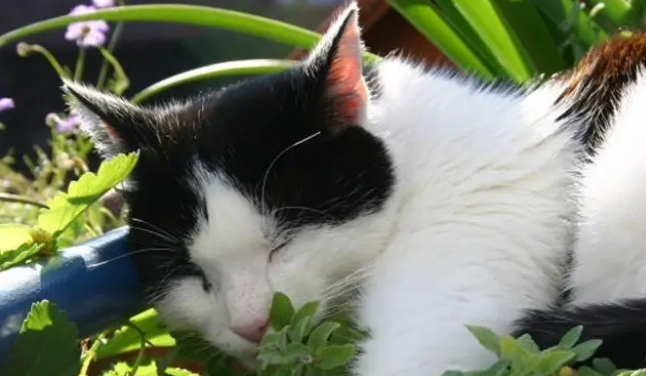 猫草在猫咪生活饮食中起一个什么作用?猫为什么要吃猫草? 猫草在猫咪生活饮食中起一个什么作用?猫为什么要吃猫草?